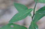 Arrowleaf sida